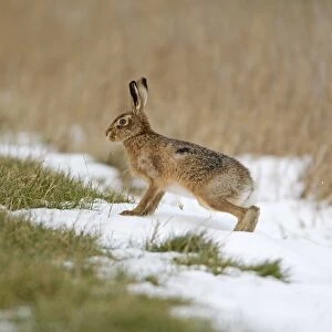 European Hare (Lepus europaeus) adult, standing on snow at field edge, Suffolk, England, february