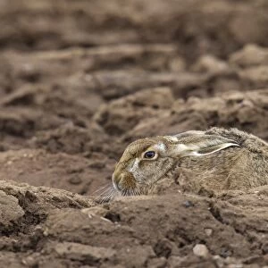 European Hare (Lepus europaeus) adult, resting in furrow of ploughed field, Berwickshire, Scottish Borders, Scotland