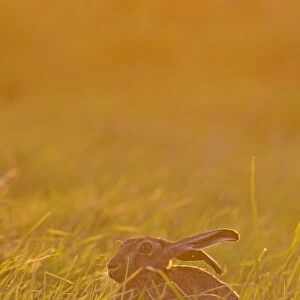 European Hare (Lepus europaeus) adult, sitting in grass field at sunset, Suffolk, England, June