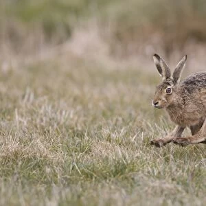 European Hare (Lepus europaeus) adult, running in grass field, Suffolk, England, March