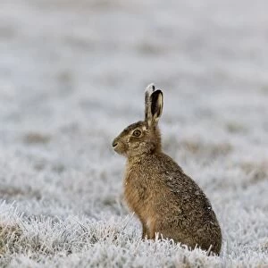 European Hare (Lepus europaeus) adult, sitting in frost covered grass field, Suffolk, England, March