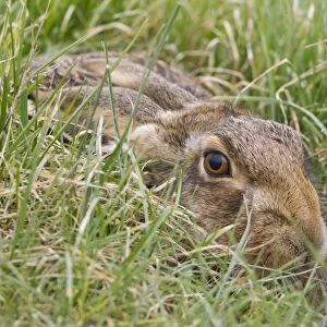 European Hare (Lepus europaeus) adult, resting in grass field, Suffolk, England, March