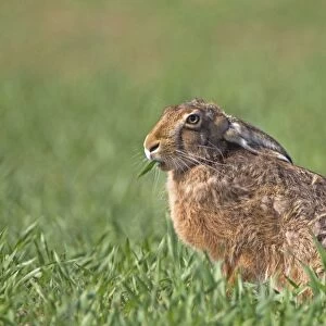 European Hare (Lepus europaeus) adult, feeding, sitting in crop field, Berwickshire, Scottish Borders, Scotland, april