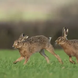 European Hare (Lepus europaeus) adult male chasing female, checking receptivity to mating, Derbyshire, England, march European Hare (Lepus europaeus) adult male chasing female, checking receptivity to mating, Derbyshire, England, march