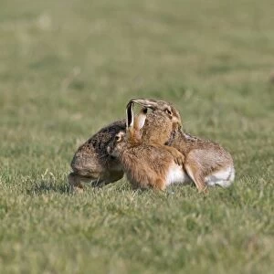 European Hare (Lepus europaeus) adult pair, boxing, female biting back fur of male in grass field, Suffolk, England