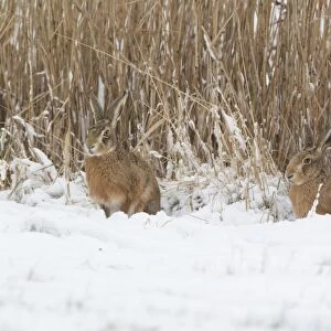 European Hare (Lepus europaeus) adult pair, sitting on snow at edge of reedbed, Suffolk, England, february