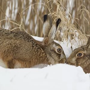European Hare (Lepus europaeus) adult pair, touching noses in snow at edge of reedbed, Suffolk, England, february