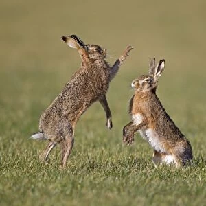 European Hare (Lepus europaeus) adult pair, boxing, female fighting off male in field, Suffolk, England, february