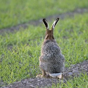 European Hare (Lepus europaeus) adult, rear view, sitting alert in crop field, Berwickshire, Scottish Borders