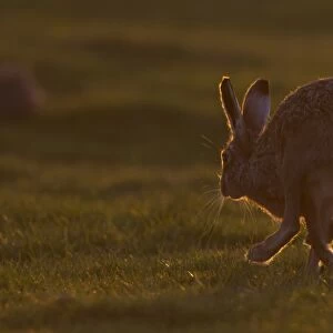 European Hare (Lepus europaeus) adult, running, backlit at sunset, Suffolk, England, march