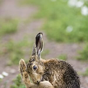 European Hare (Lepus europaeus) adult, with wet coat, grooming hind leg, sitting on track in farmland, County Durham