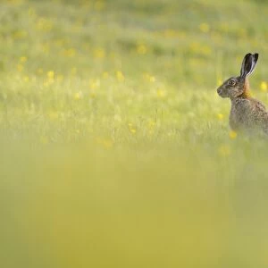 European Hare (Lepus europaeus) two adults, amongst flowering buttercups in field, Admaston, Staffordshire, England