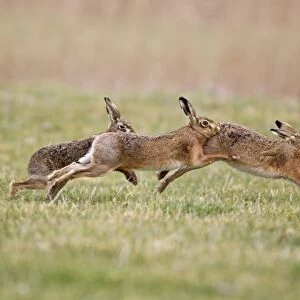 European Hare (Lepus europaeus) three adults, running, two males chasing one female, Suffolk, England, february