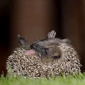 Western European Hedgehog