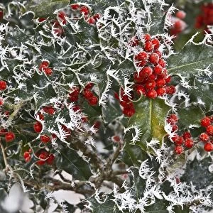 European Holly (Ilex aquifolium) close-up of rime frost covered leaves and berries, Dorset, England, december