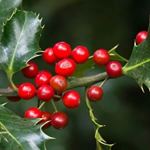 European Holly (Ilex aquifolium) close-up of berries, West Sussex, England, october