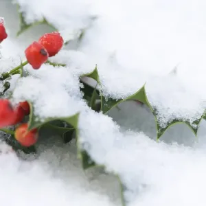 Holena Europea (Ilex aquifolium), vista de cerca a hojas y frutos cubiertos con nieve en Inglaterra durante el invierno Holena Europea (Ilex aquifolium), vista de cerca a hojas y frutos cubiertos con nieve en Inglaterra durante el invierno