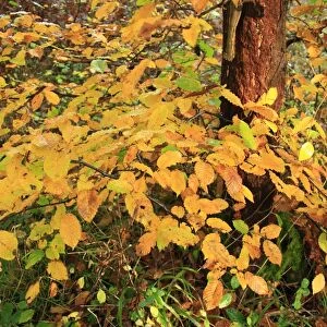 European Hornbeam (Carpinus betulus) close-up of leaves in autumn colour, growing in ancient woodland