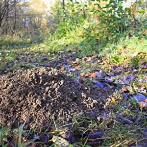 European Mole (Talpa europaea) molehill, on path in ancient coppiced woodland, Wolves Wood RSPB Reserve, Hadleigh, Suffolk, England, november