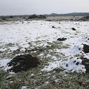 European Mole (Talpa europaea) molehills in frost and snow, at edge of river valley fen, Redgrave and Lopham Fen N. N. R. Waveney Valley, Suffolk, England, november