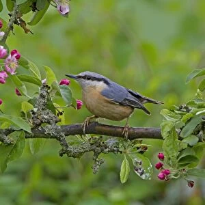 European Nuthatch (Sitta europaea) adult, perched in Crabapple (Malus sp. ) tree with blossom, Shropshire, England, april