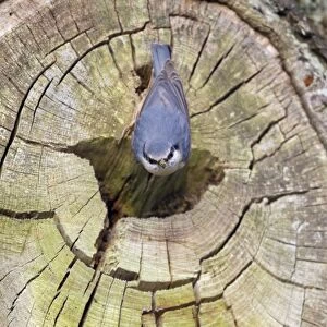 European Nuthatch (Sitta europaea) adult female, with mud on beak which has been used to reduce size of nesthole