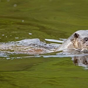 European Otter (Lutra lutra) adult, swimming at surface of river, River Whiteadder, Berwickshire, Scottish Borders, Scotland, september