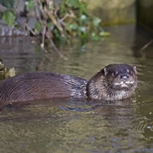 European Otter (Lutra lutra) adult, in shallow water at edge of river, River Thet, Thetford, Norfolk, England, March