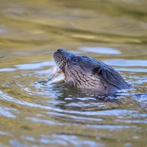 European Otter (Lutra lutra) adult female, feeding on Perch (Perca fluviatilis) prey in town centre river