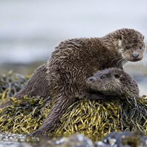 European Otter (Lutra lutra) adult female with cub, resting on seaweed, Isle of Mull, Inner Hebrides, Scotland