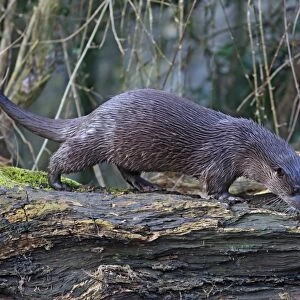 European Otter (Lutra lutra) adult, walking on log, River Little Ouse, Thetford, Norfolk, England, March