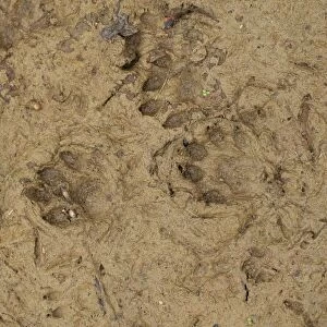 European Otter (Lutra lutra) footprints in mud, Suffolk, England, October