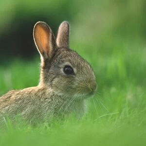 European Rabbit (Oryctolagus cuniculus) young near warren entrance, Lammermuir Hills, Borders, Scotland