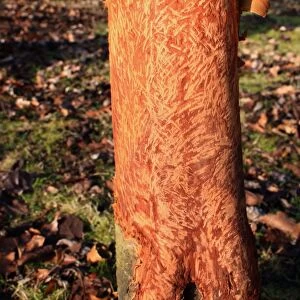European Rabbit (Oryctolagus cuniculus) feeding damage to bark of young tree in new Millenium woodland