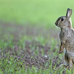 European Rabbit (Oryctolagus cuniculus) adult, standing alert on hind legs, on crop field in evening, Berwickshire