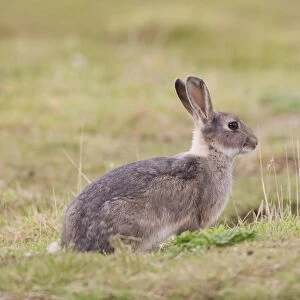 European Rabbit (Oryctolagus cuniculus) adult, with grey colouration, sitting on grassland, Minsmere RSPB Reserve