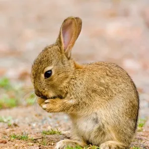 European Rabbit Baby Grooming Print European Rabbit Baby Grooming Print