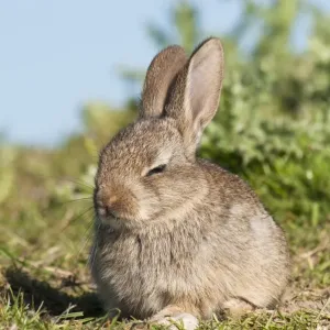 European Rabbit Baby Print, Farmland Scene European Rabbit Baby Print, Farmland Scene