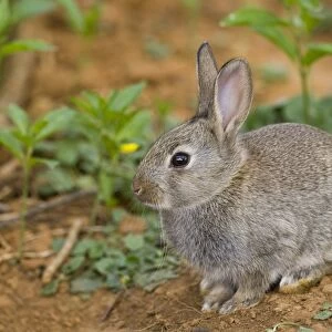 European Rabbit (Oryctolagus cuniculus) young, sitting under hedgerow near warren, Oxfordshire, England, april