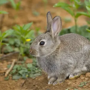 European Rabbit Young Print European Rabbit Young Print