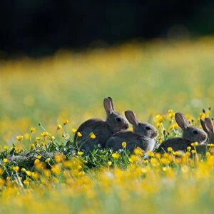 European Rabbit (Oryctolagus cuniculus) four young, sitting amongst buttercups in wildflower meadow, Swaledale, Yorkshire Dales N. P. North Yorkshire, England, june