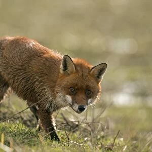 European Red Fox (Vulpes vulpes) adult, caught on coastal marshland at high tide, Parkgate Marsh RSPB Reserve