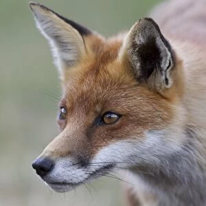European Red Fox (Vulpes vulpes) adult, close-up of head, captive