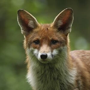 European Red Fox (Vulpes vulpes) adult, close-up of head, in urban garden, London, England, april