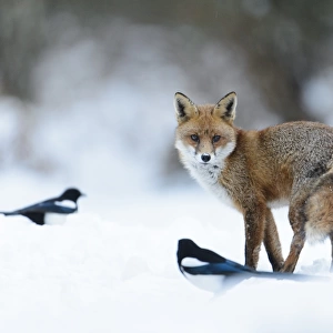 European Red Fox (Vulpes vulpes) adult, standing with Common Magpies (Pica pica) on snow covered heathland