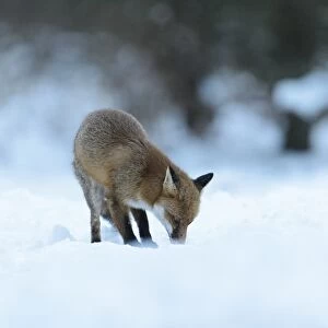 European Red Fox (Vulpes vulpes) adult, foraging on snow covered heathland, Cannock Chase, Staffordshire, England