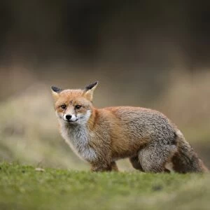 European Red Fox (Vulpes vulpes) adult, with ears back, standing on heathland, Cannock Chase, Staffordshire, England