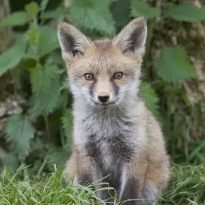European Red Fox Cub Print European Red Fox Cub Print