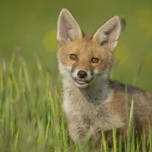 European Red Fox cub print, Derbyshire meadow scene European Red Fox cub print, Derbyshire meadow scene