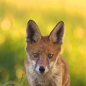 European Red Fox (Vulpes vulpes) cub, standing near earth at dawn, Derbyshire, England